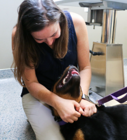 Indian Tree Animal Hospital - New Clients Welcome