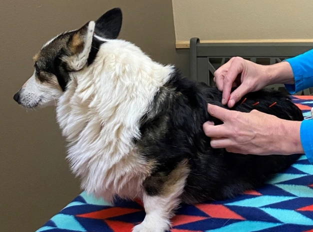 Pet Acupuncture