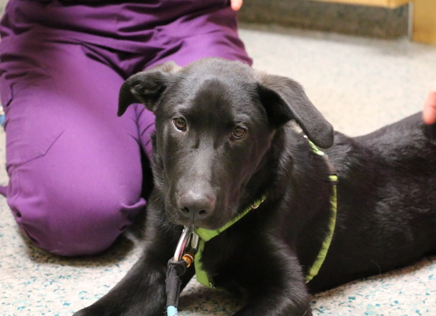 Pet Emergencies