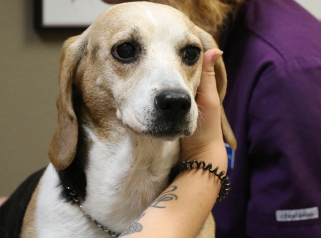 Pet Laser Therapy