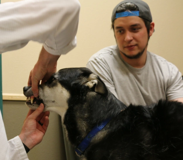 Pet Dental Services