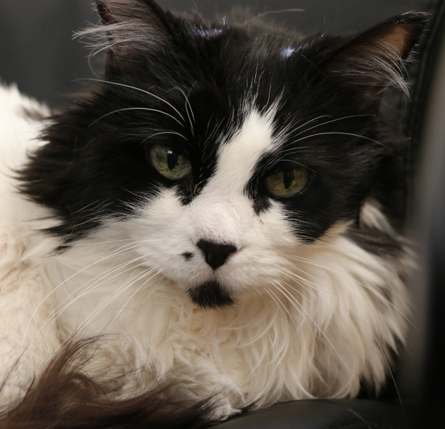 Pet Preventative Care