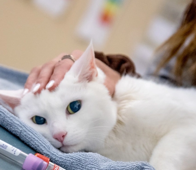 Veterinary Pet Surgery