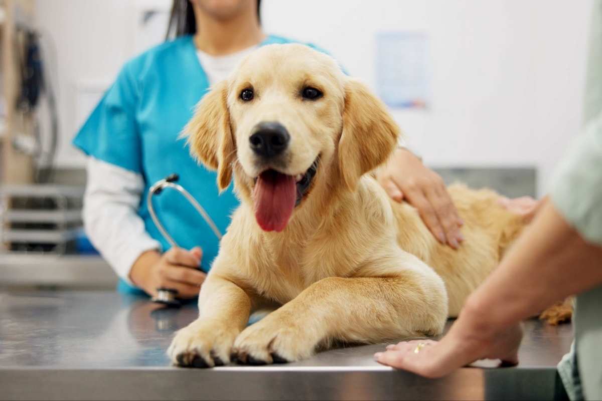 The Importance of Preventative Care for Your Pet’s Lifelong Health