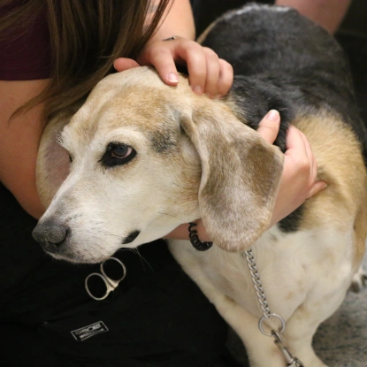 Laser-Therapy
