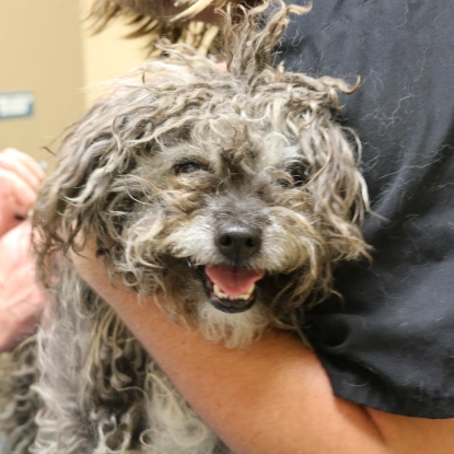 Pet-Dental-Services