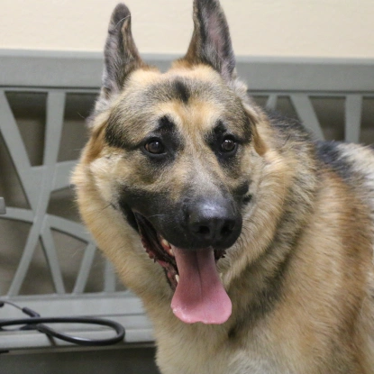 Senior-Pet-Care