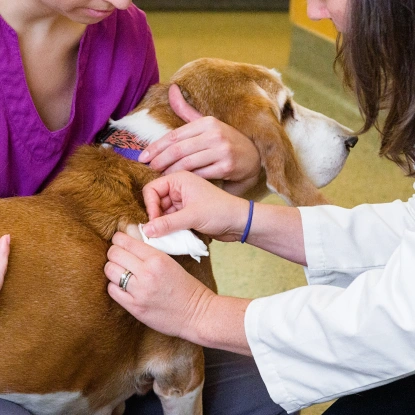 Veterinary Pet Surgery