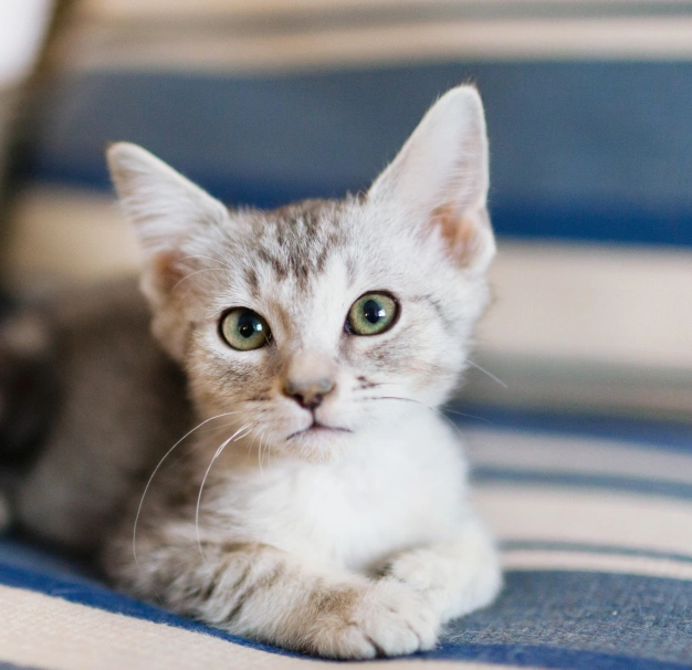 petdesk-Why-is-PetDesk-Good-for-Pet-Owners