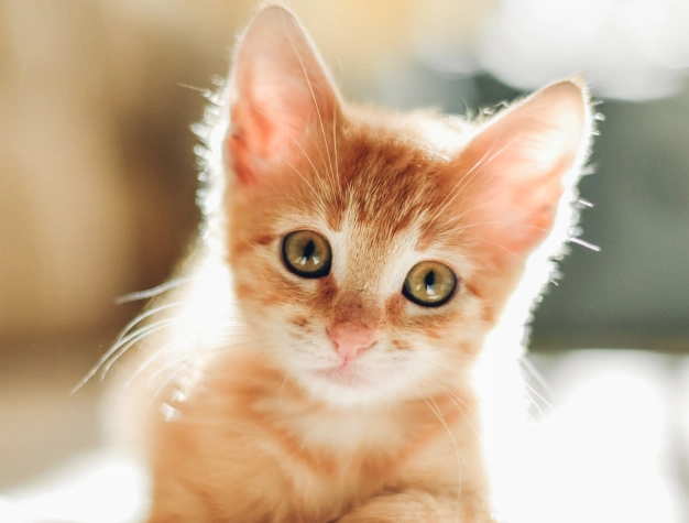 puppy-kitten-care-Multi-Cat-Households