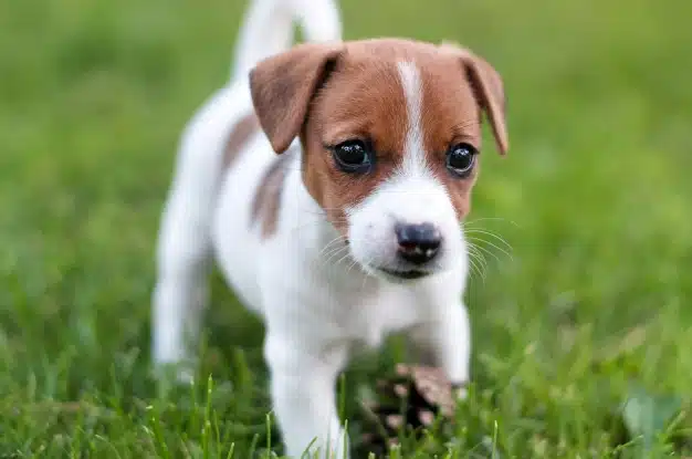 Puppy & Kitten Care