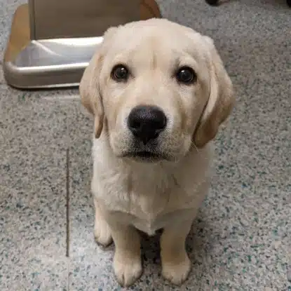 Puppy & Kitten Care